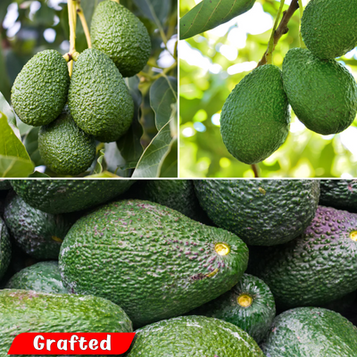 Avocado - Hass - Grafted - Hybrid Fruit Plant