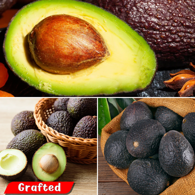Avocado - Lamb Hass - Grafted - Hybrid Fruit Plant