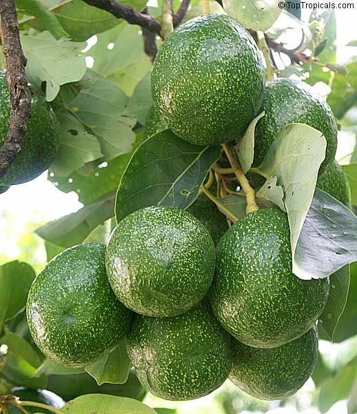 Choquette Avocado Seeds – Pack of 2 - Fruit Seeds