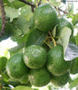 Choquette Avocado Seeds – Pack of 2 - Fruit Seeds