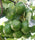 Choquette Avocado Seeds – Pack of 2 - Fruit Seeds