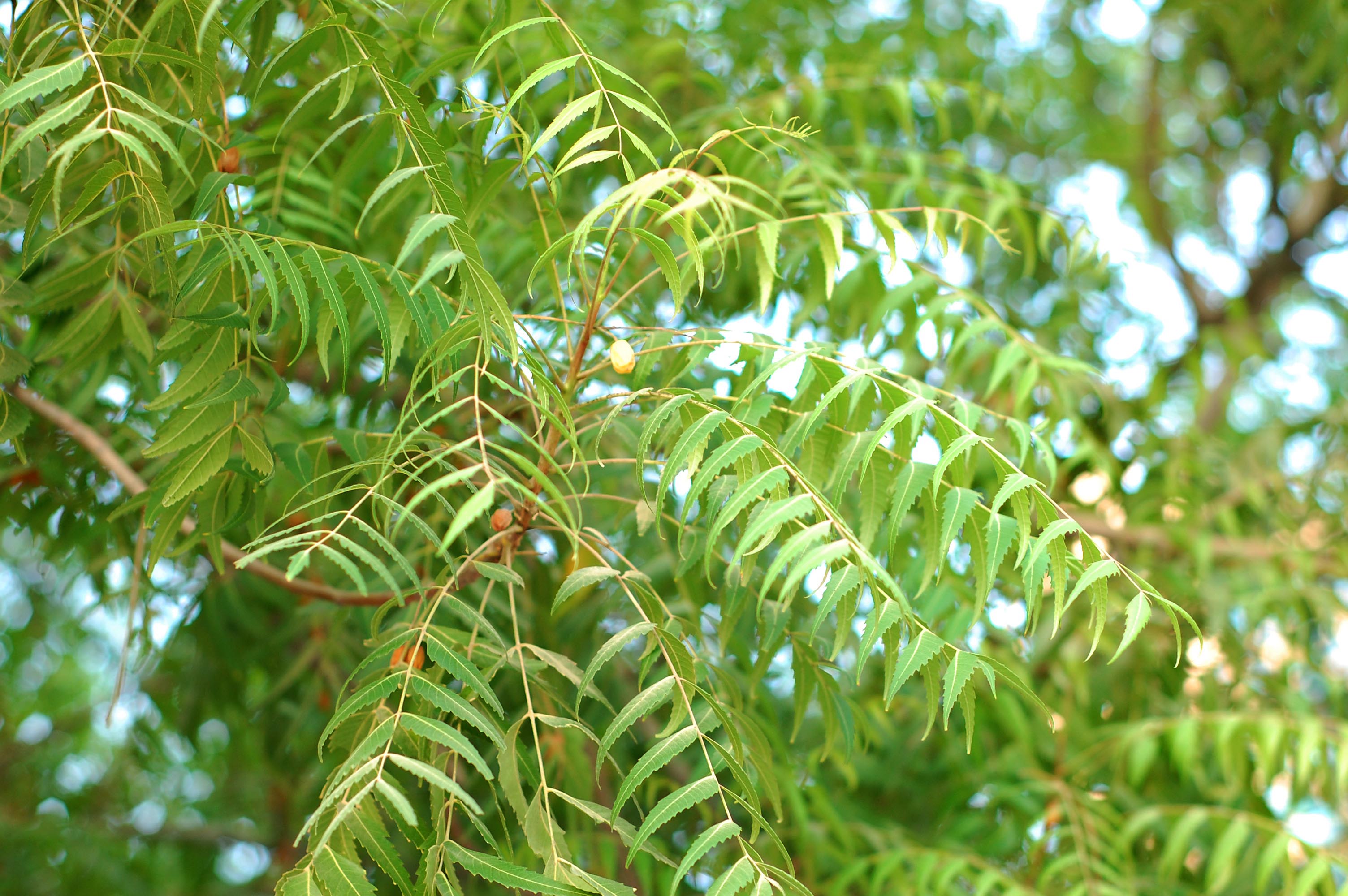 Authentic Neem (Azadirachta Indica) Live Medicinal Plant - Healthy & Potent