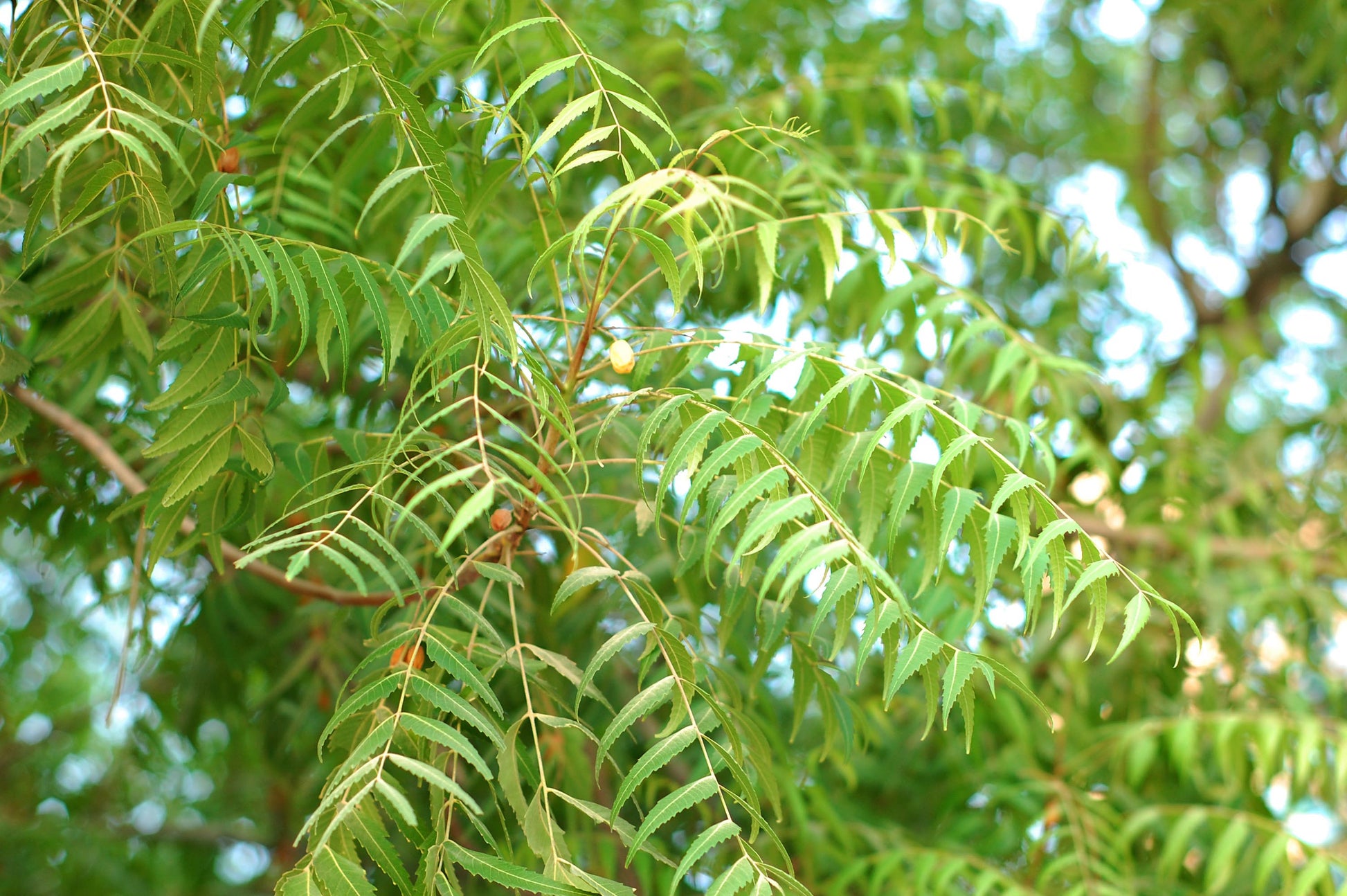 Authentic Neem (Azadirachta Indica) Live Medicinal Plant - Healthy & Potent