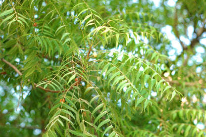 Authentic Neem (Azadirachta Indica) Live Medicinal Plant - Healthy & Potent