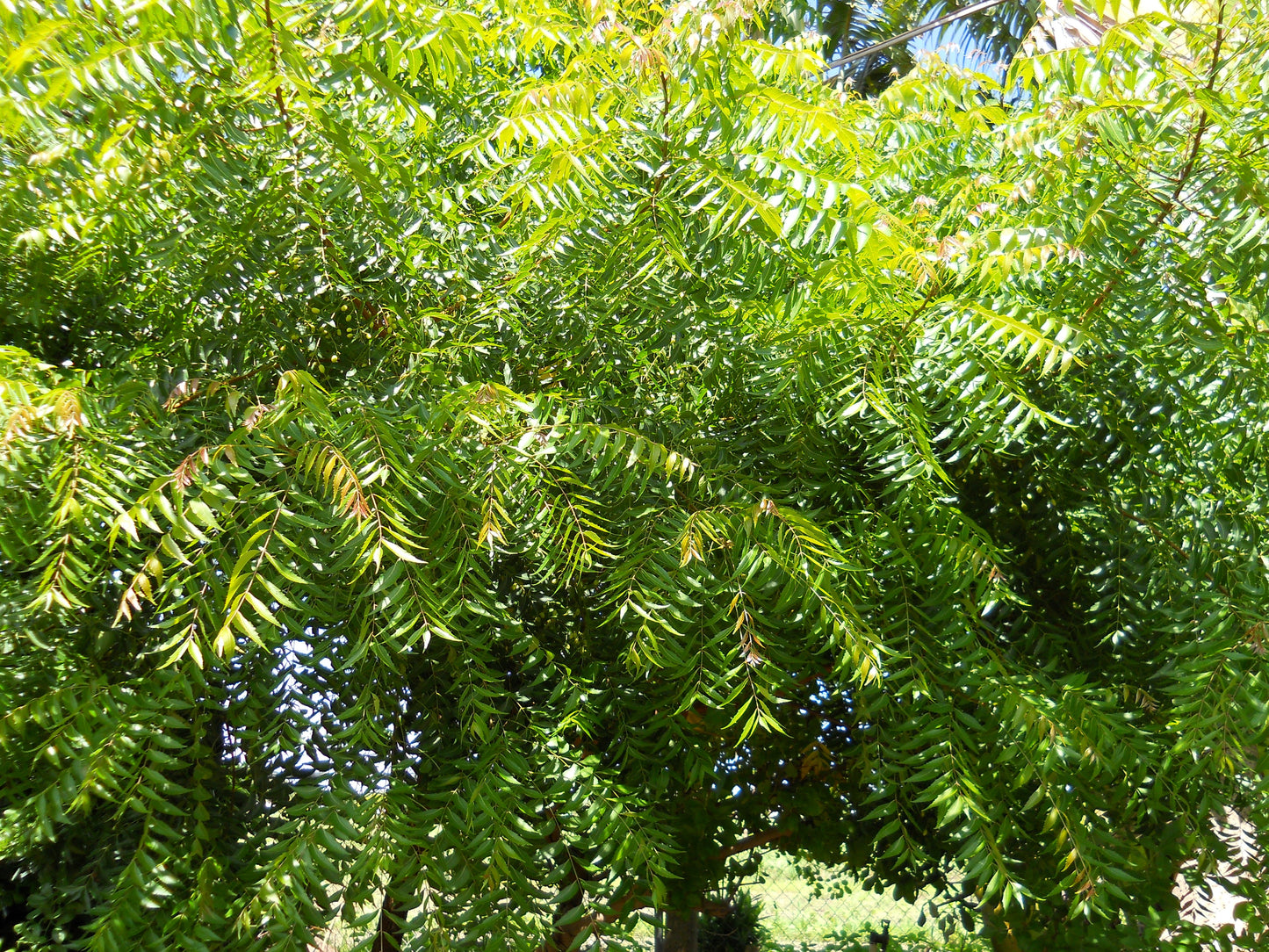Authentic Neem (Azadirachta Indica) Live Medicinal Plant - Healthy & Potent
