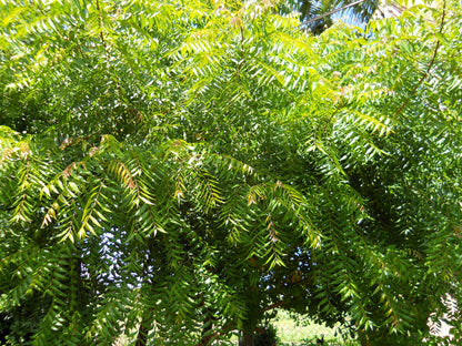 Authentic Neem (Azadirachta Indica) Live Medicinal Plant - Healthy & Potent