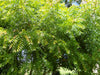 Authentic Neem (Azadirachta Indica) Live Medicinal Plant - Healthy & Potent