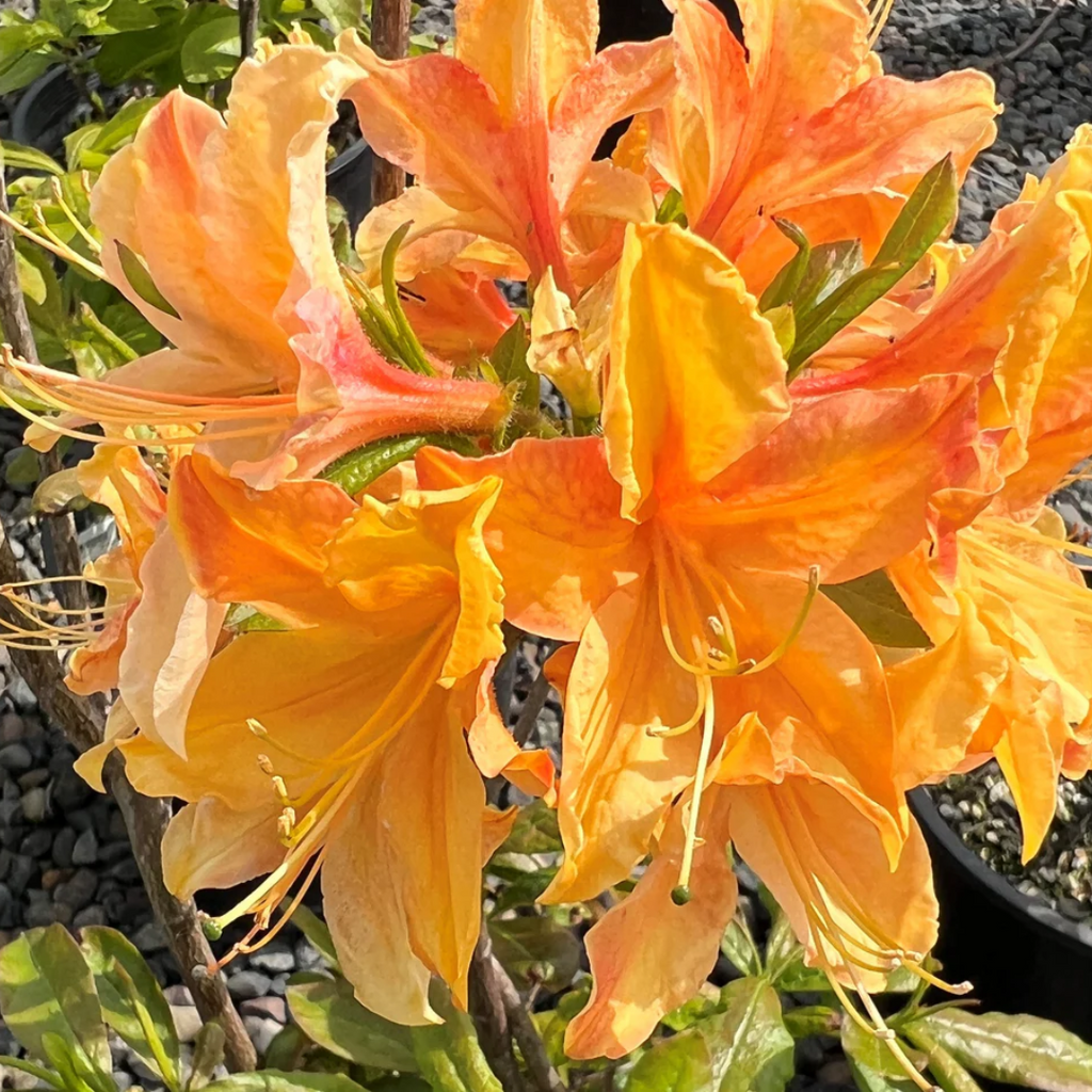 Azalea Golden Flame Hybrid Flower Plant: Vibrant Blooms for Your Garden
