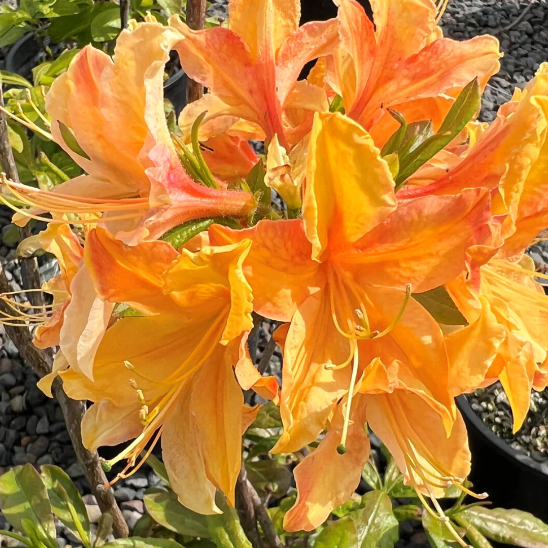 Azalea Golden Flame Hybrid Flower Plant: Vibrant, Long-Lasting Blooms for Your Home