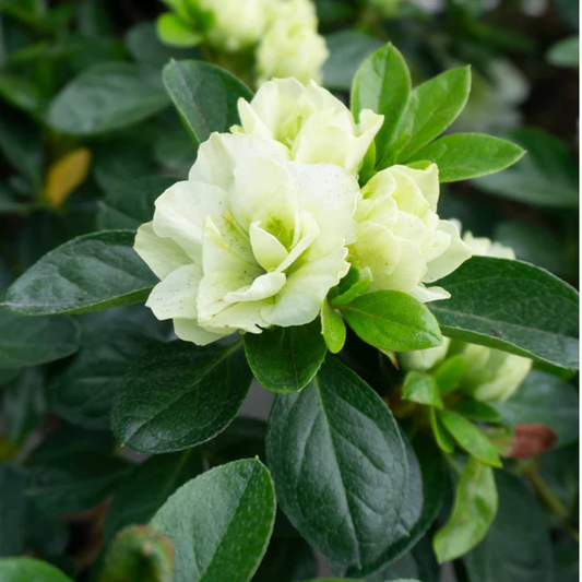 Vibrant Green Azalea Hybrid Flower Plant: Live Layering Plant for Your Garden