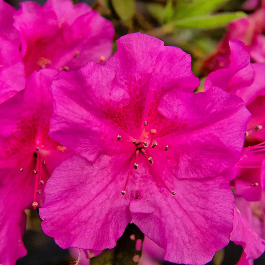 Vibrant Magenta Azalea Hybrid: Live Flowering Plant for Your Garden