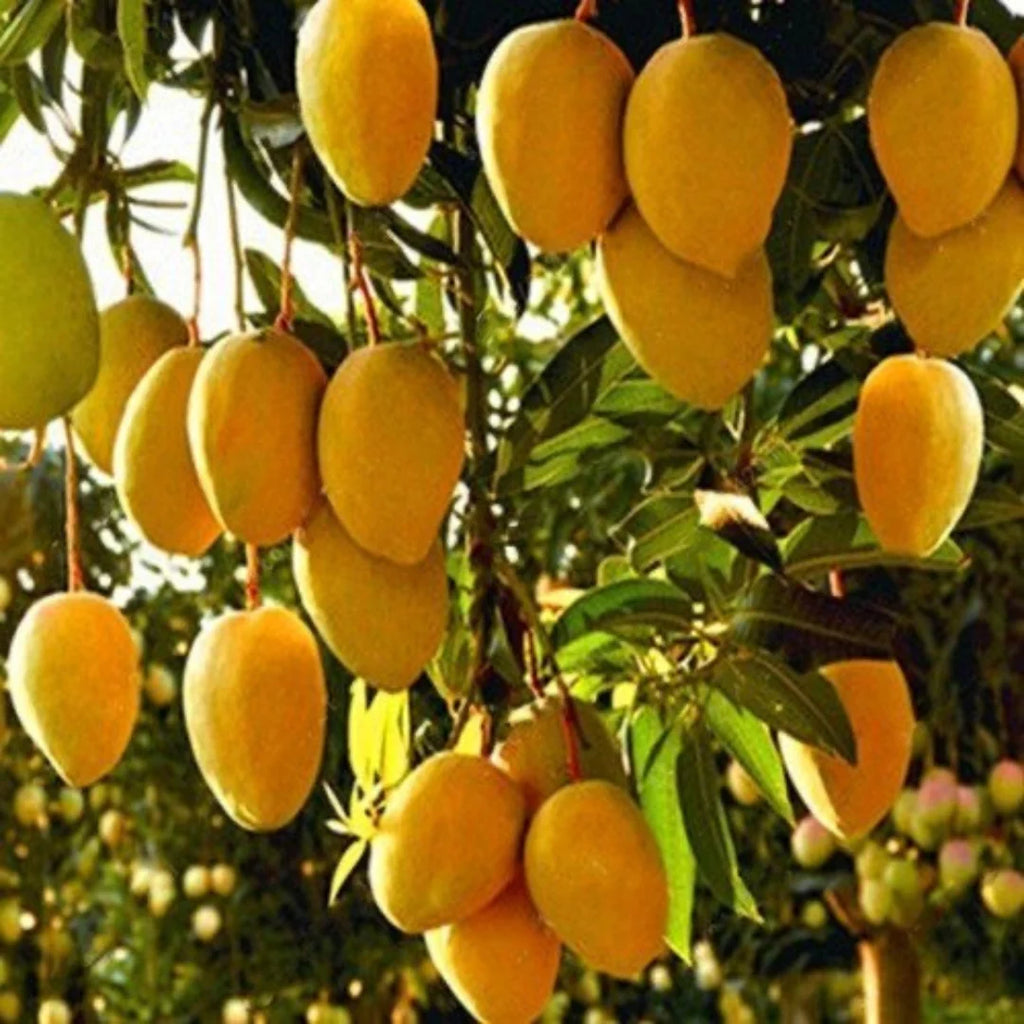 Mango Plant (Amrapali) ) Live Mango 1 Plant (Mangifera indica) – Grafted Variety  -Fruit Plants