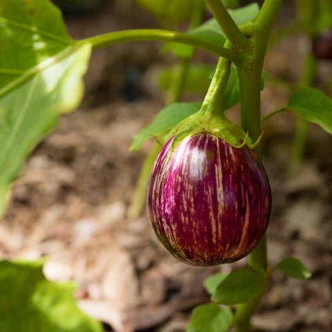 Organic Brinjal Light Purple  F1 Hybrid seeds- Open Pollinated 50 seeds-vegetable seeds