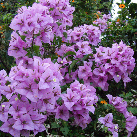 Bougainvillea Lavender Climber: Vibrant Hybrid Flower Plant for Beautiful Gardens