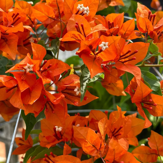 Vibrant Orange Bougainvillea Bush: Hybrid Flowering Plant for Garden and Home