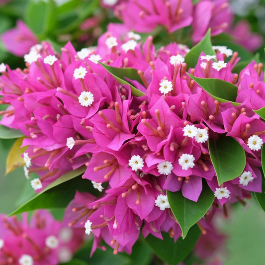 Vibrant Pink Bougainvillea Hybrid Bush: Easy-Care Flowering Plant for Stunning Gardens