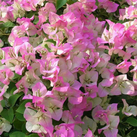 Vibrant Pink-White Bougainvillea Hybrid Flower Plant: Easy-Care, Stunning Blooms for Your Garden