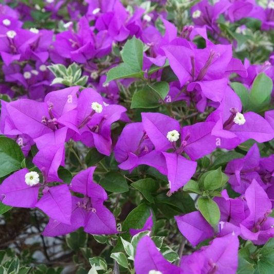 Vibrant Purple Bougainvillea Climber Hybrid Flower Plant for Garden Beauty