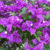 Vibrant Purple Bougainvillea Climber Hybrid Flower Plant for Garden Beauty