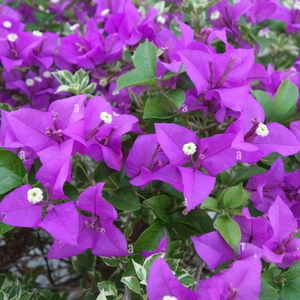 Vibrant Purple Bougainvillea Climber Hybrid Flower Plant for Garden Beauty