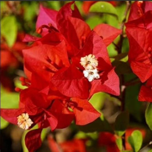 Vibrant Red Bougainvillea Bush: Low-Maintenance Hybrid Flower Plant for Garden Beauty