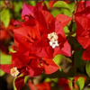 Vibrant Red Bougainvillea Bush: Low-Maintenance Hybrid Flower Plant for Garden Beauty