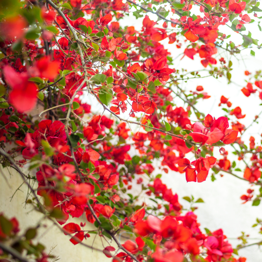 Vibrant Red Bougainvillea Climber Hybrid Flower Plant for Garden Beauty