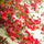 Vibrant Red Bougainvillea Climber Hybrid Flower Plant for Garden Beauty
