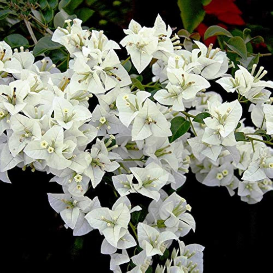 Exotic White Bush Bougainvillea Hybrid Flower Plant for Stunning Gardens