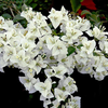 Exotic White Bush Bougainvillea Hybrid Flower Plant for Stunning Gardens