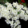 Exotic White Bush Bougainvillea Hybrid Flower Plant for Stunning Gardens