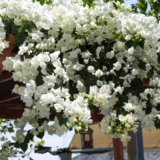 Exotic White Bougainvillea Climber Plant: Beautiful Hybrid Flowering Vine for Gardens