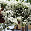 Exotic White Bougainvillea Climber Plant: Beautiful Hybrid Flowering Vine for Gardens