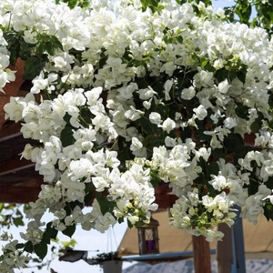 Exotic White Bougainvillea Climber Plant: Beautiful Hybrid Flowering Vine for Gardens