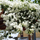 Exotic White Bougainvillea Climber Plant: Beautiful Hybrid Flowering Vine for Gardens