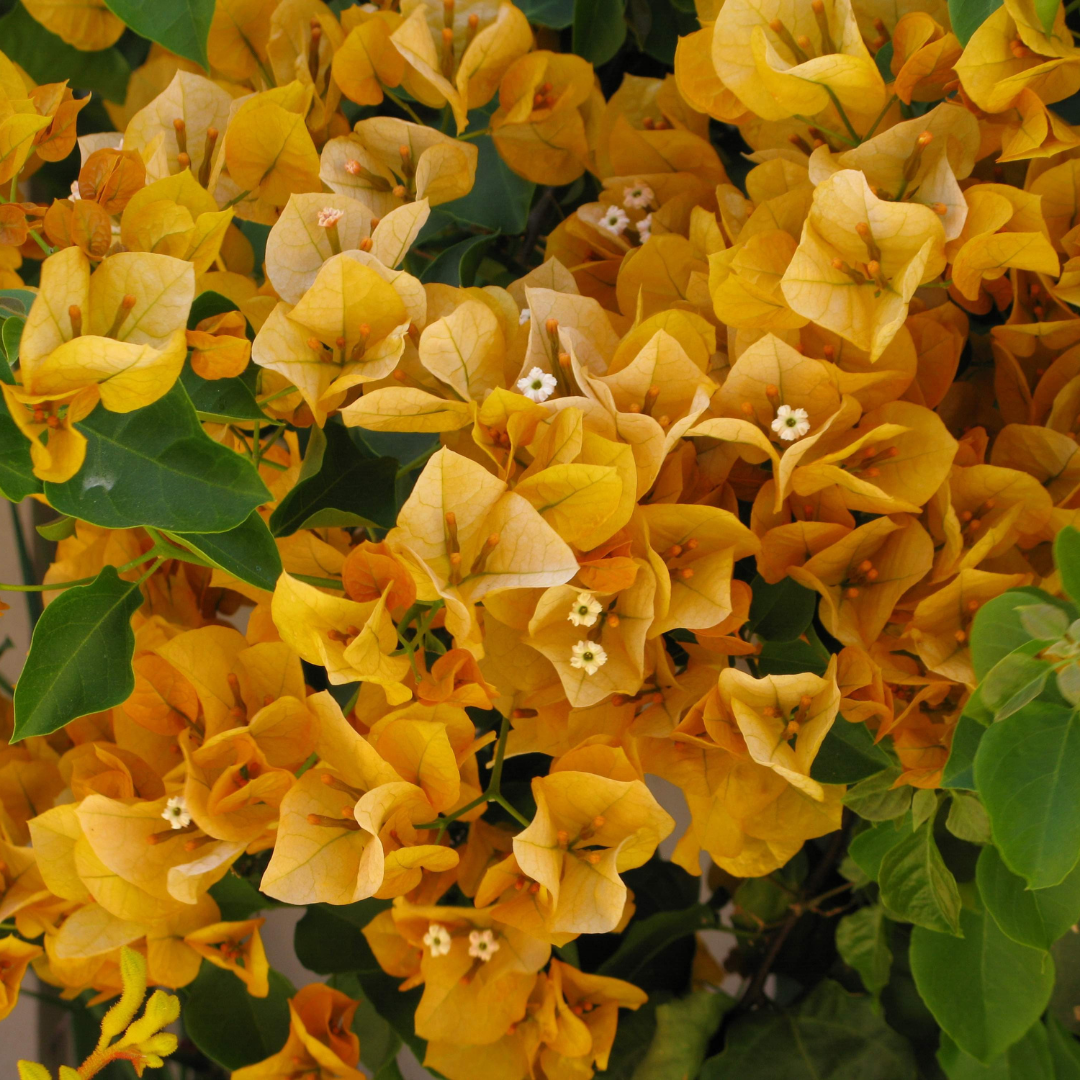 Vibrant Yellow Bush Bougainvillea Hybrid Live Plant for Your Garden