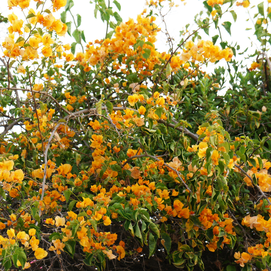 Vibrant Yellow Bougainvillea Climber Hybrid Flower Plant for Garden Decor