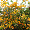 Vibrant Yellow Bougainvillea Climber Hybrid Flower Plant for Garden Decor
