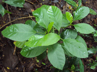 Baliospermum Montanum-Medicinal Plant