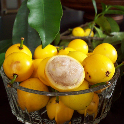 Baraba - Lemon Drop Mangosteen - Hybrid Fruit Plant