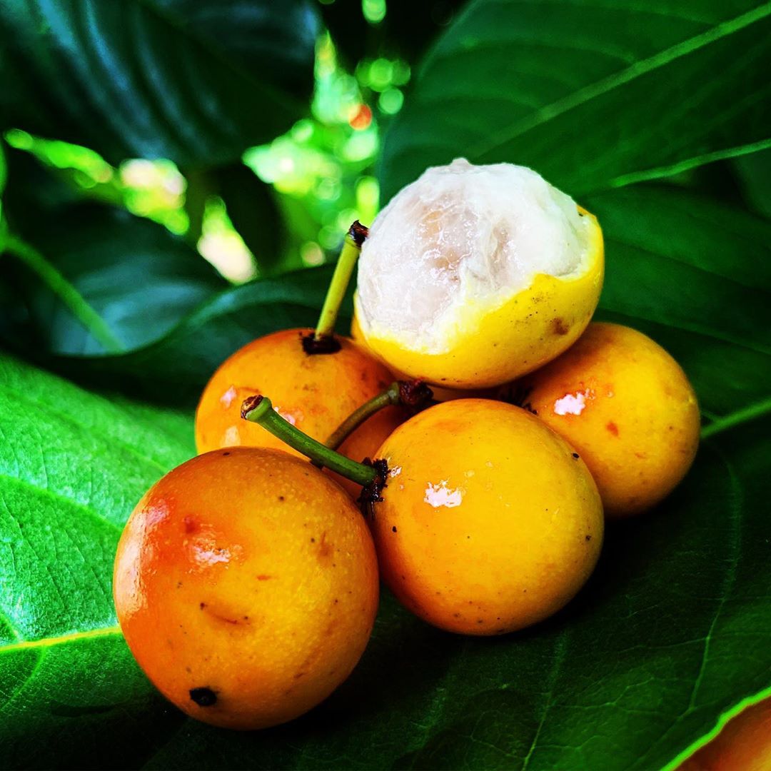 Baraba - Lemon Drop Mangosteen - Hybrid Fruit Plant