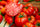 🍅 Beefsteak Tomato Hybrid Seeds – 100 Seeds, Large & Juicy Fruits  - Vegetable Seeds