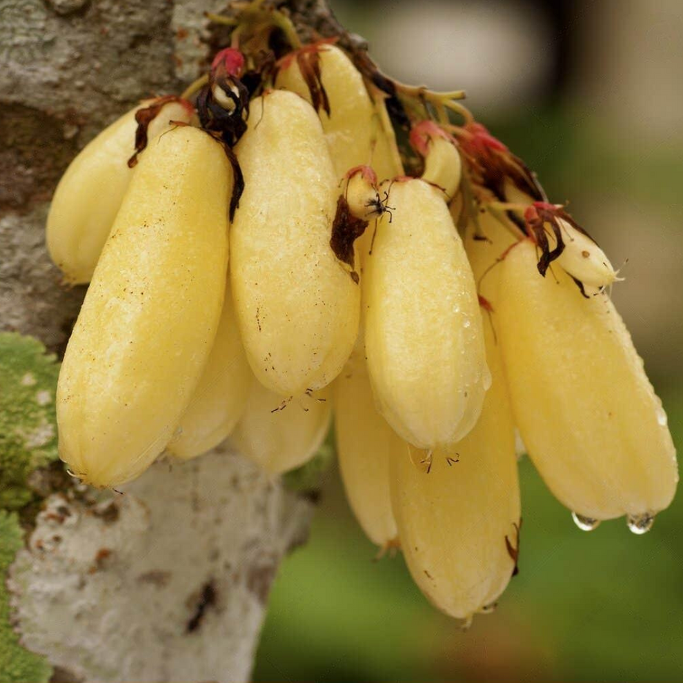 Blimibi Bilimbi / Ilumbi - Yellow - Averrhoa bilimbi Fruit Plant – Royal ...