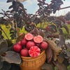 Black Diamond Guava Fruit Plant: Dark Skin, Pink-Red Juicy Sweet Flesh