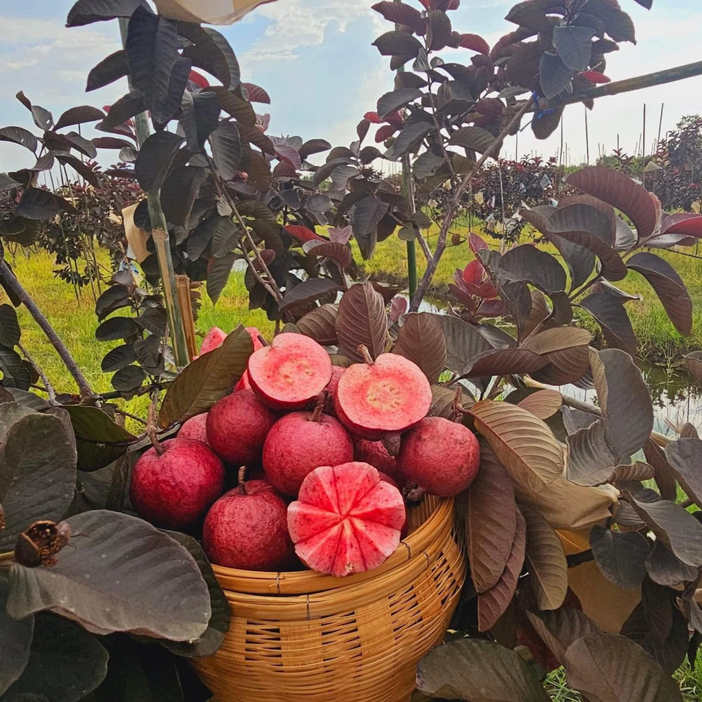 Black Diamond Guava Fruit Plant: Dark Skin, Pink-Red Juicy Sweet Flesh