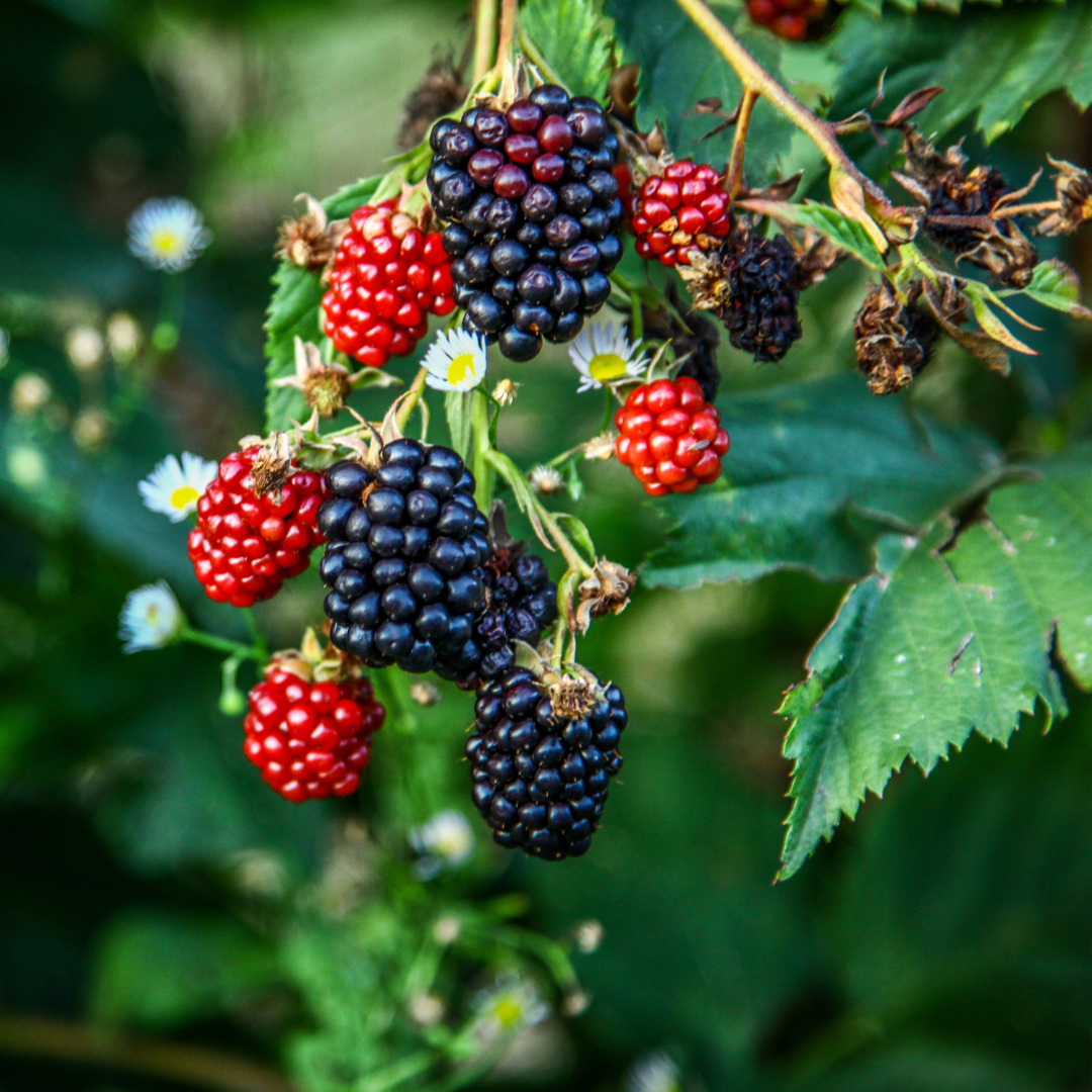 Indian Blackberry - Rubus fruticosus - Fruit Plant