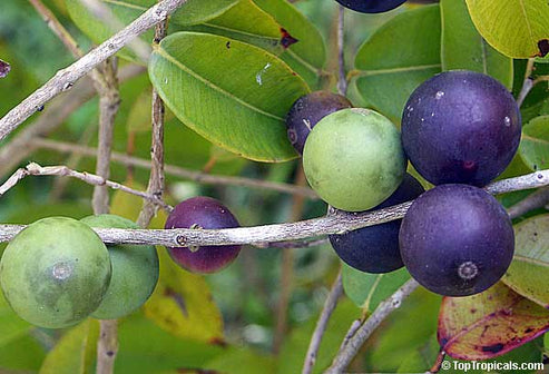 Blue Jaboticaba (Myrciaria Vexator)  Fruit Plant