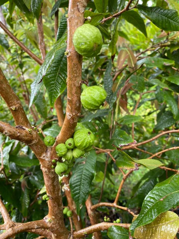 Jaboticaba Branca Fruit Plant