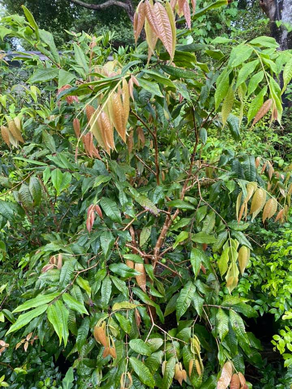 Jaboticaba Branca Fruit Plant