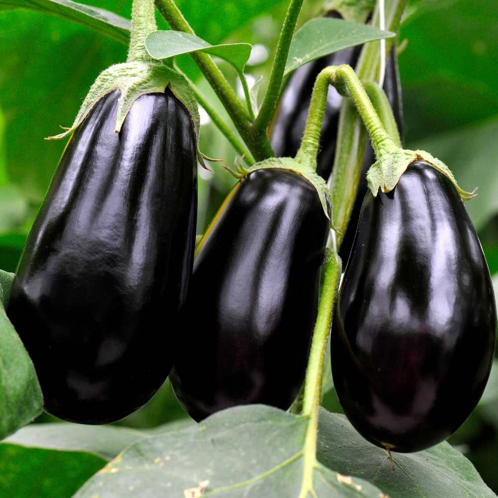 🍆 Brinjal (Black) F1 Hybrid Seeds – Pack of 50 - Vegetable Seeds